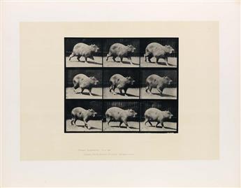EADWEARD MUYBRIDGE (1830-1904) A selection of 10 plates from Animal Locomotion depicting animals.
